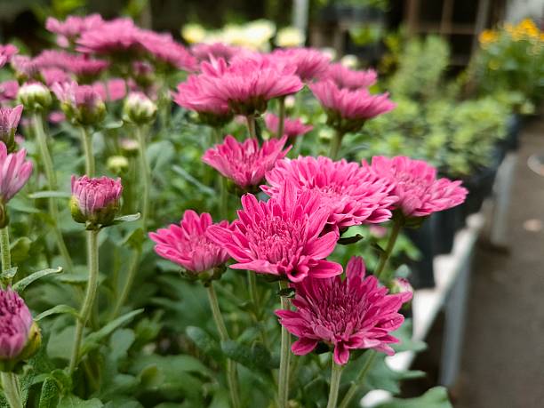 istock Blooming Pink Chrysanthemums in a Garden Nursery 2224097665