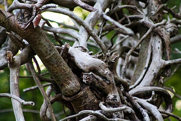 Close-up photo of twisted, weathered tree branches in a dense forest. Natural abstract texture with complex, intertwined shapes, ideal for backgrounds or organic design elements.
