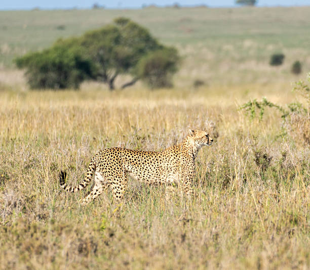 istock The Cheetah is a magnificent creature in Africas Grasslands, renowned for its speed and agility Serengeti 2224101287