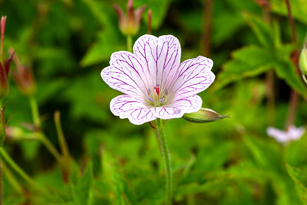 istock Geranium x oxonianum 'A T Johnson' 2224101863