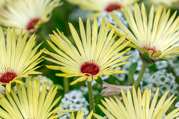 istock Mesembryanthemum 'Yellow Sunshine' 2224101867