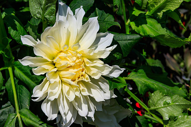 Close Up of White Dhalia Flower, Thailand.