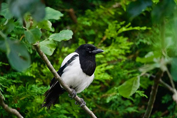 istock Magpie Corvid fledgling bird perched in branches 2224104111
