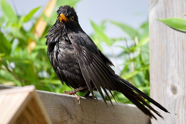 istock Male blackbird garden bird glossy feathers 2224104123