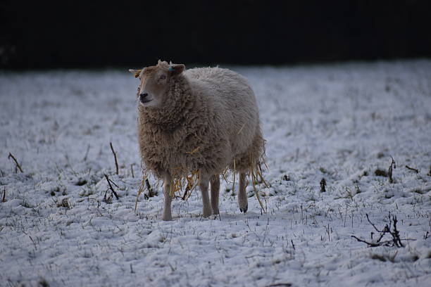 istock Shetland Ewe in the snow 2224105415