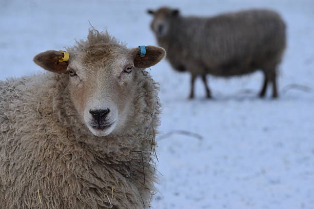 Single sheep in field of tufty grass with light covering of snow