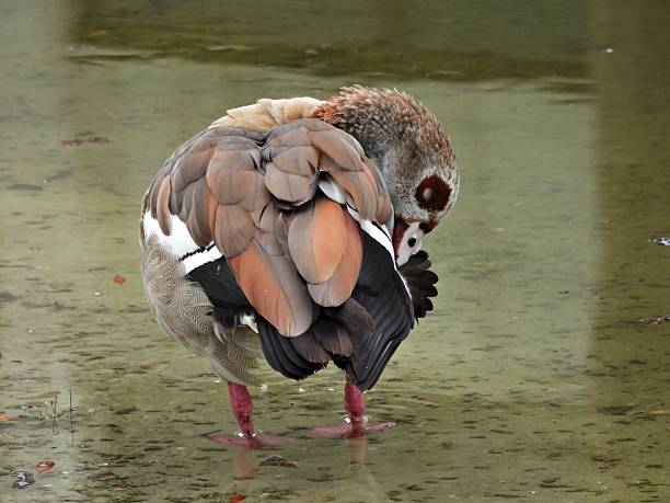 istock Egyptian Goose (Alopochen aegyptiaca) -   preening its feathers in a lake 2224106089