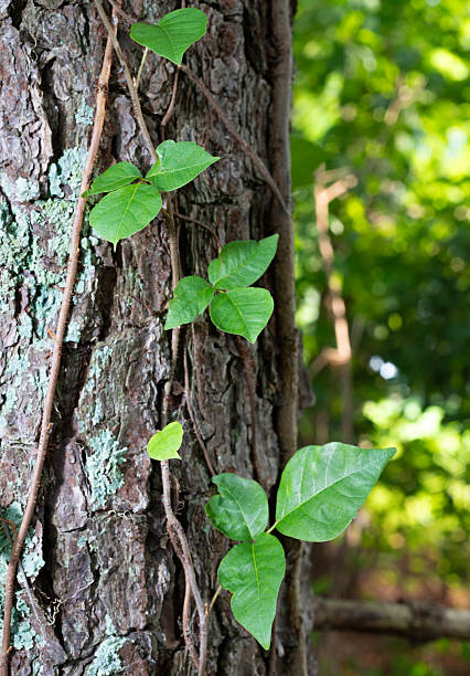 istock Poison ivy that has grown up a pine tree 2224107325