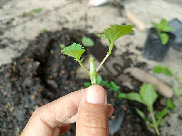 istock Fresh Cutting of Coleus Plant 2224107382