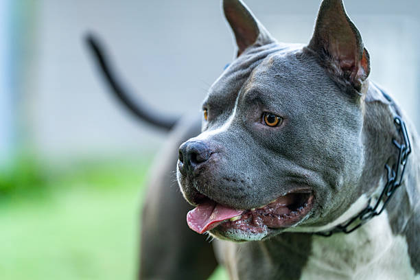istock Adult male american bully type dog 2224109148