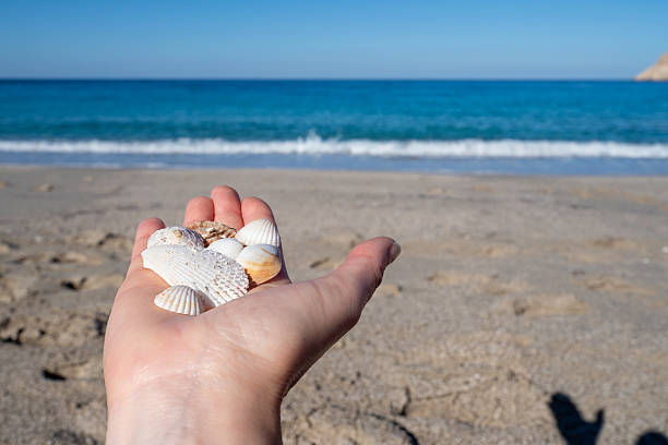 istock Hand holding seashells on sandy beach with turquoise water 2224109382