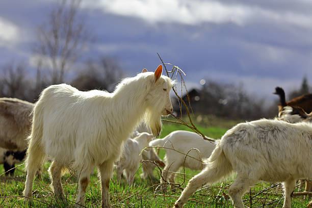 A white goat is standing in a field with other goats. The goat is looking at the camera