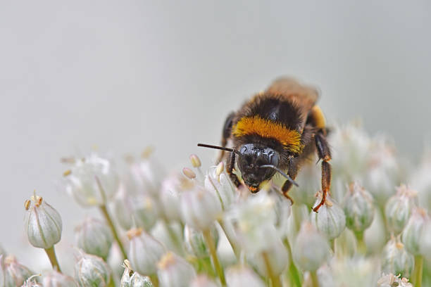 Summer day in a garden: single Bombus distinguendus head near a plant stem of a Lavender plant.