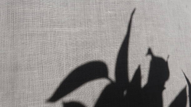 istock Abstract shadow overlay effect of plant with leaves 2224110056