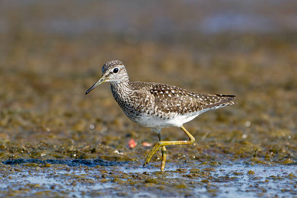 istock Wood sandpiper (Tringa glareola) 2224110172