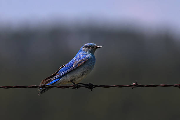 istock Bluebird perched on rusty barbed wire at Custer State Park in South Dakota 2224110431