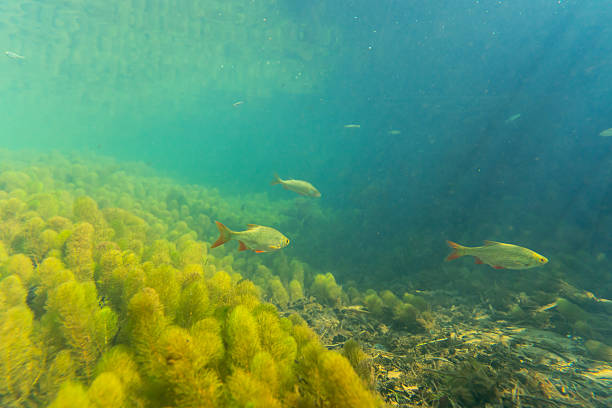 surface of the water