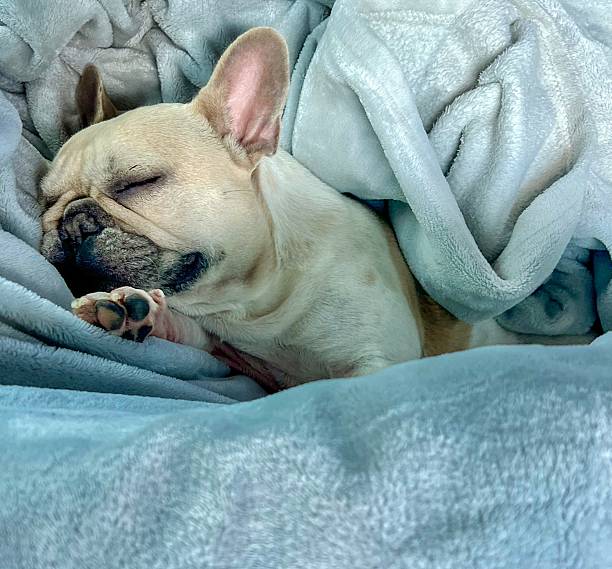 istock Dog Sleeping in Blanket on Cozy Couch 2224113601