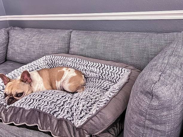 istock Dog Sleeping on dog bed on Cozy Couch 2224113612