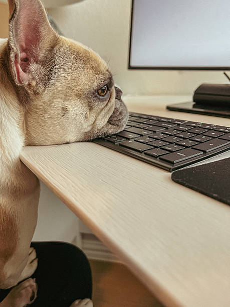 istock Dog in Home Office Sitting by Computer Desk 2224113627