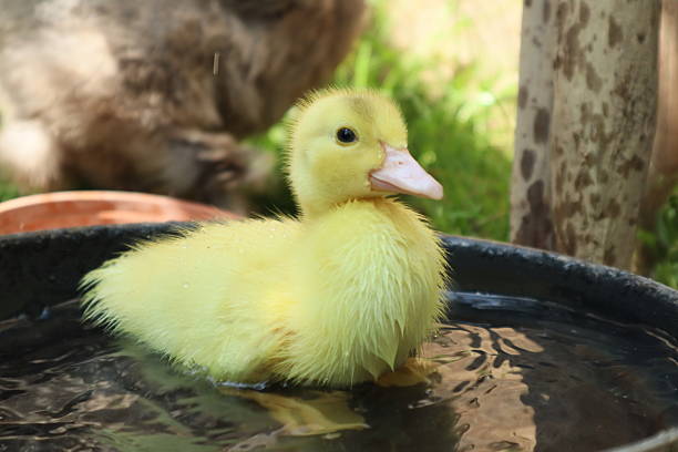 This adorable yellow duckling, still covered in soft down, is enjoying a peaceful moment in a small tub of water. Tiny droplets glisten on its damp feathers, highlighting its delicate, fluffy texture. In the background, greenery and a tree trunk add a natural touch to the scene, capturing all the innocence and simple joy of animal life.