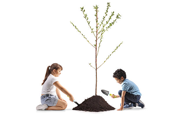 Children kneeling and planting a tree isolated on white background