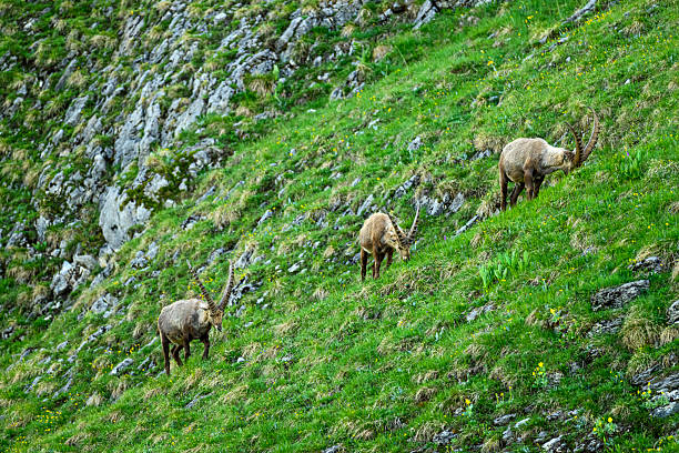 Capricorn on a mountain in the Alps