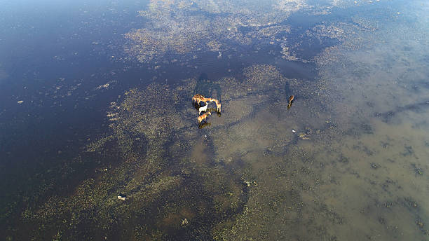 istock Wild Horses Feeding in Shallow Wetlands from Above 2224119036