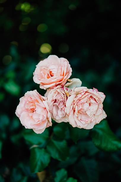istock Close-up of blooming pink roses. 2224119155