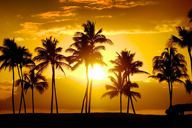 Five palm trees silhouetted against a vibrant orange sunset, creating a tropical and serene atmosphere