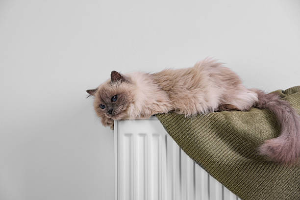 Cute fluffy cat on radiator at home, space for text