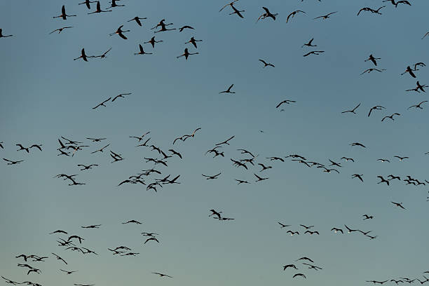 istock Sky Ballet: Flamingo Silhouettes Soaring in Azure Horizon 2224124922