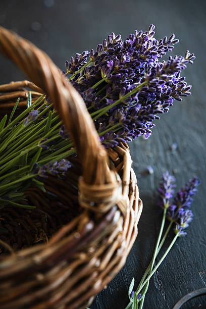 A bunch of freshly cut lavender in an antique basket on a black wooden surface.
