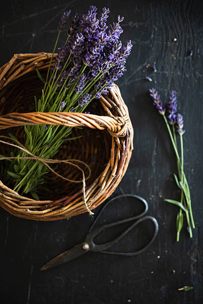 A bunch of freshly cut lavender in an antique basket on a black wooden surface.