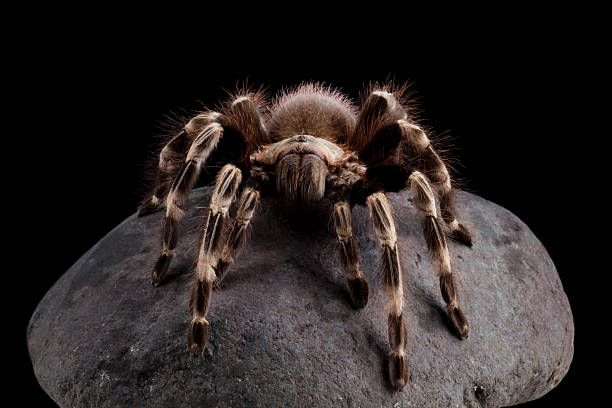 istock White knee tarantula on a rock (Acanthoscurria geniculata) 2224127609