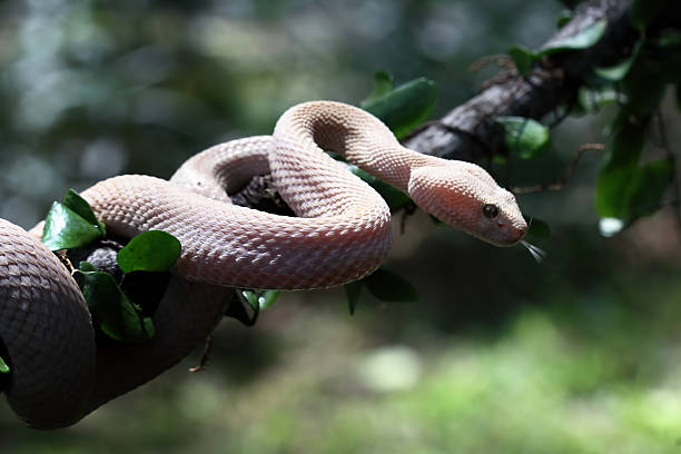 istock Trimeresurus purpureomaculatus on branch, Mangrove pit viper 2224127807