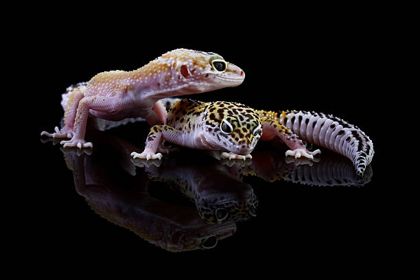 istock Couple leopard gecko lizard isolated on black background, Fat-tailed gecko, Eublepharis macularius 2224127847