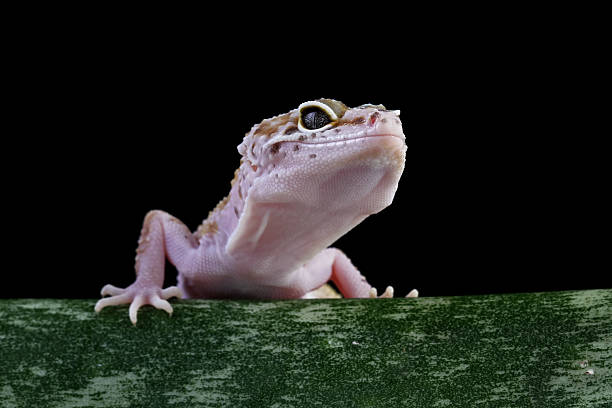 istock Leopard gecko lizard sitting on leaves, gecko lizard sticking out tongue, Eublepharis macularius 2224127848