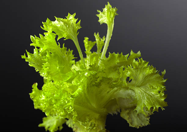 istock Fresh lettuce leaves on a black background. 2224128028