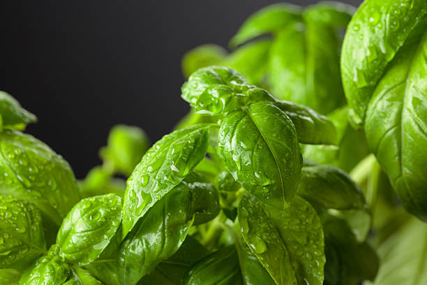 istock Green basil with water drops on a black background. 2224128029