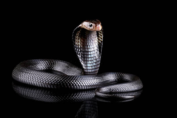 Dragon snake, Xenodermus javanicus