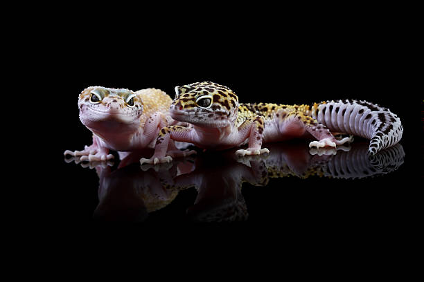 istock Couple leopard gecko lizard isolated on black background, Fat-tailed gecko, Eublepharis macularius 2224128059