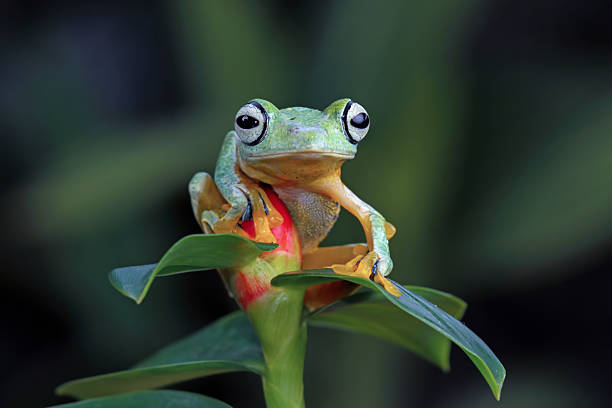 istock Flying tree frog on a leaves, Gliding frog (Rhacophorus reinwardtii) isolated on black background 2224128333