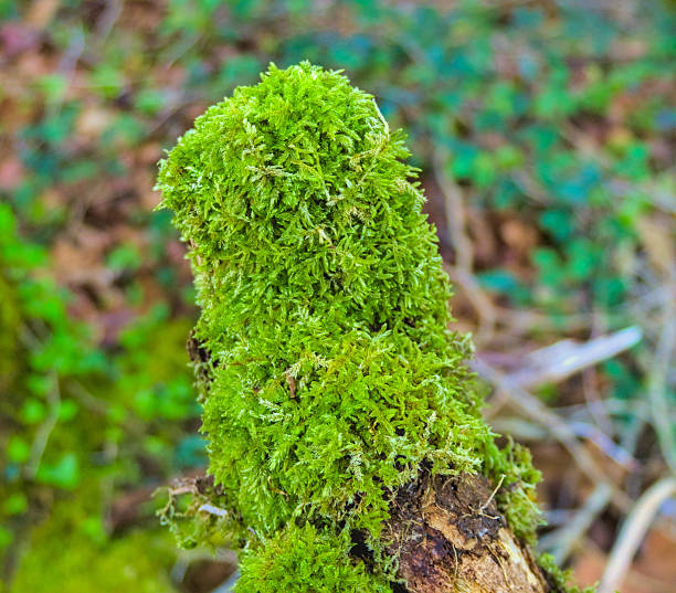 fallen branch of a tree on the ground covered with green moss