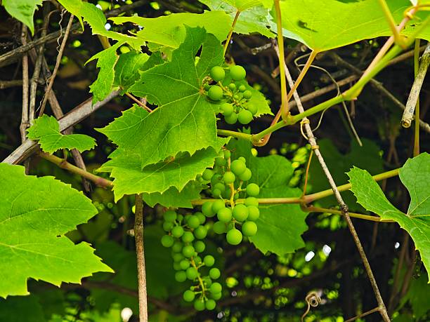 Green, unripe grape clusters grow in a sunny orchard.