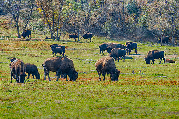 istock Buffaloes and prairie dogs 2224130920