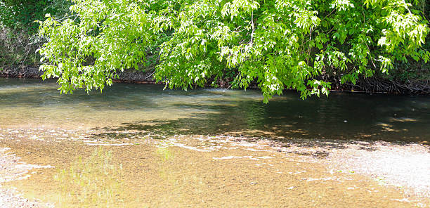 istock Drooping tree leaves create natural shade over the calm water, reflecting in the clear stream. The bottom of the water body is clearly visible, emphasizing the purity of this quiet corner of nature. 2224131427