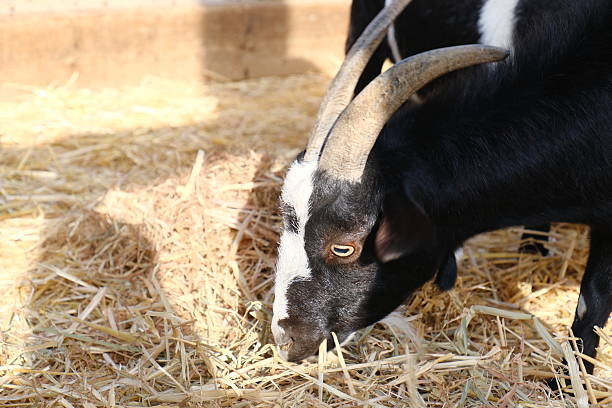 istock Domestic Goat in Farmyard Setting 2224132128