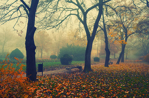 foggy day in the park. Trees in the fog.