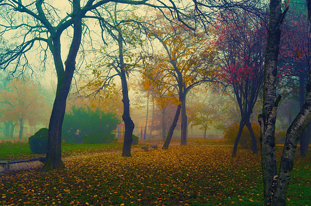 Beautiful park on a misty autumn day.